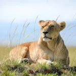 budget camping safaris in Kenya