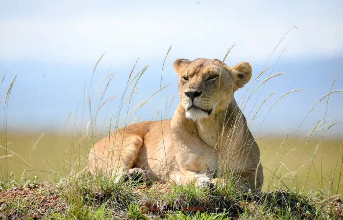 budget camping safaris in Kenya