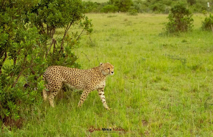 East Africa vacations