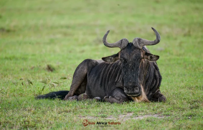 kenya tours