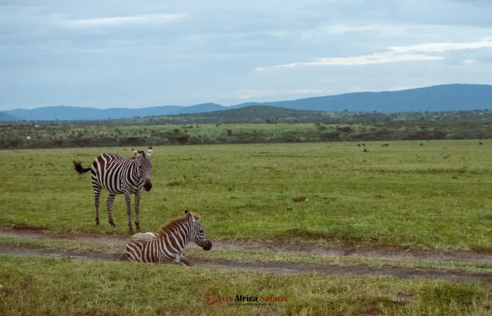 kenya tanzania combined safaris
