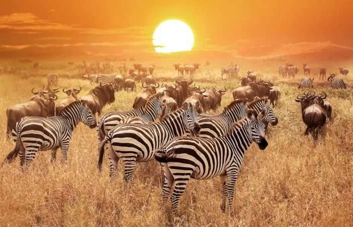 Kenya Tanzania tour 