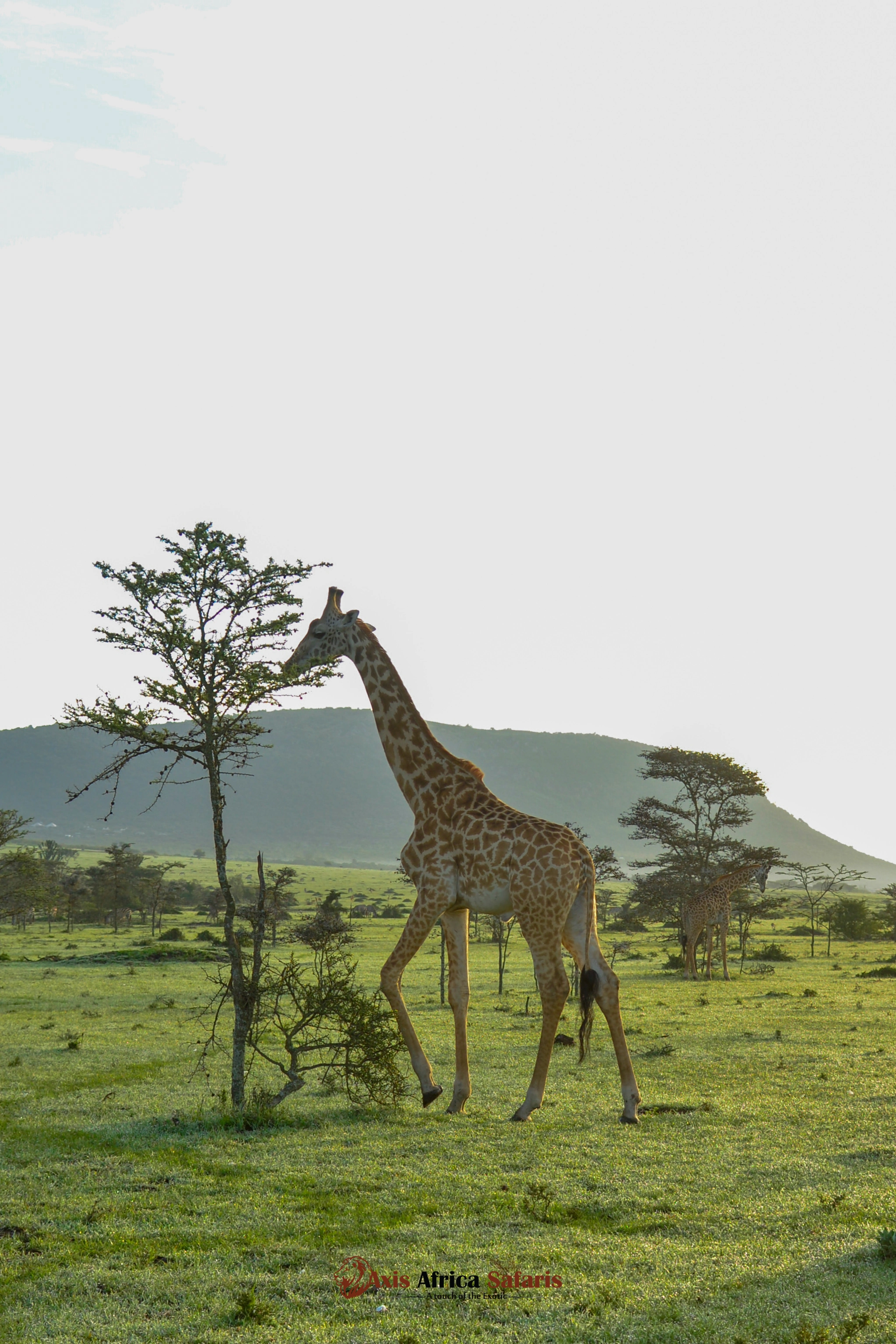 affordable Kenya and Tanzania safari
