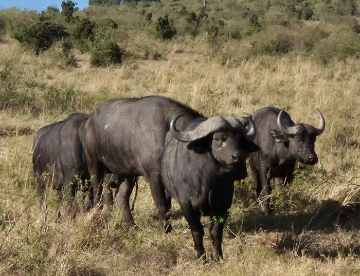 africa safari trip