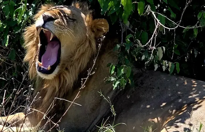 day and city tours in nairobi