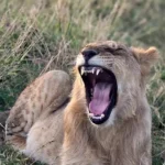 masai mara safari