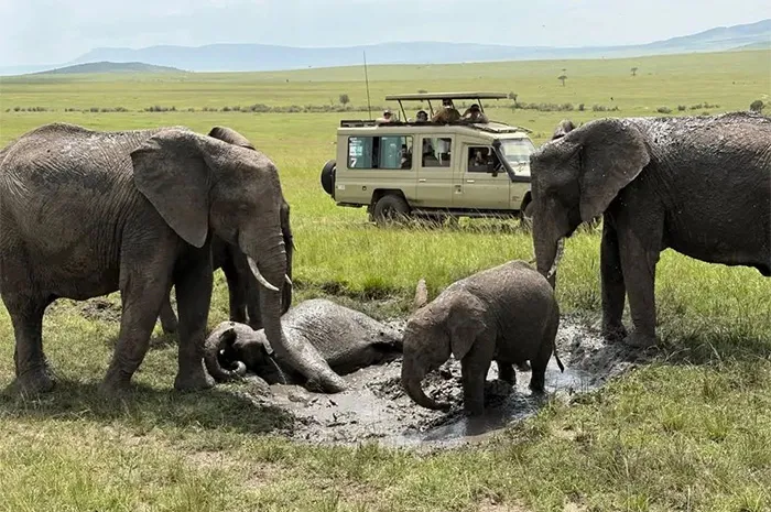 kenya tours and safaris kenya tours and safaris