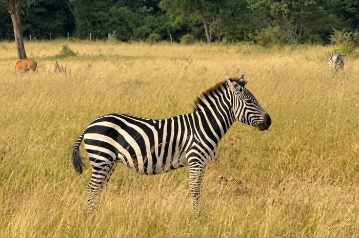 choose kenya tour packages that turn dreams into memories choose kenya tour packages that turn dreams into memories